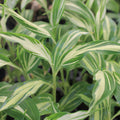 Japanese Myoga Ginger (Zingiber mioga) from Wellspring Gardens features dense, vibrant foliage and long, narrow, cream-and-white striped leaves—perfect for Japanese cuisine and adding beauty to any garden.