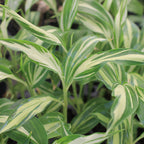 Japanese Myoga Ginger (Zingiber mioga) from Wellspring Gardens features dense, vibrant foliage and long, narrow, cream-and-white striped leaves—perfect for Japanese cuisine and adding beauty to any garden.