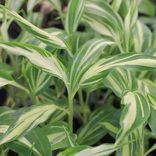 Japanese Myoga Ginger (Zingiber mioga) from Wellspring Gardens features dense, vibrant foliage and long, narrow, cream-and-white striped leaves—perfect for Japanese cuisine and adding beauty to any garden.