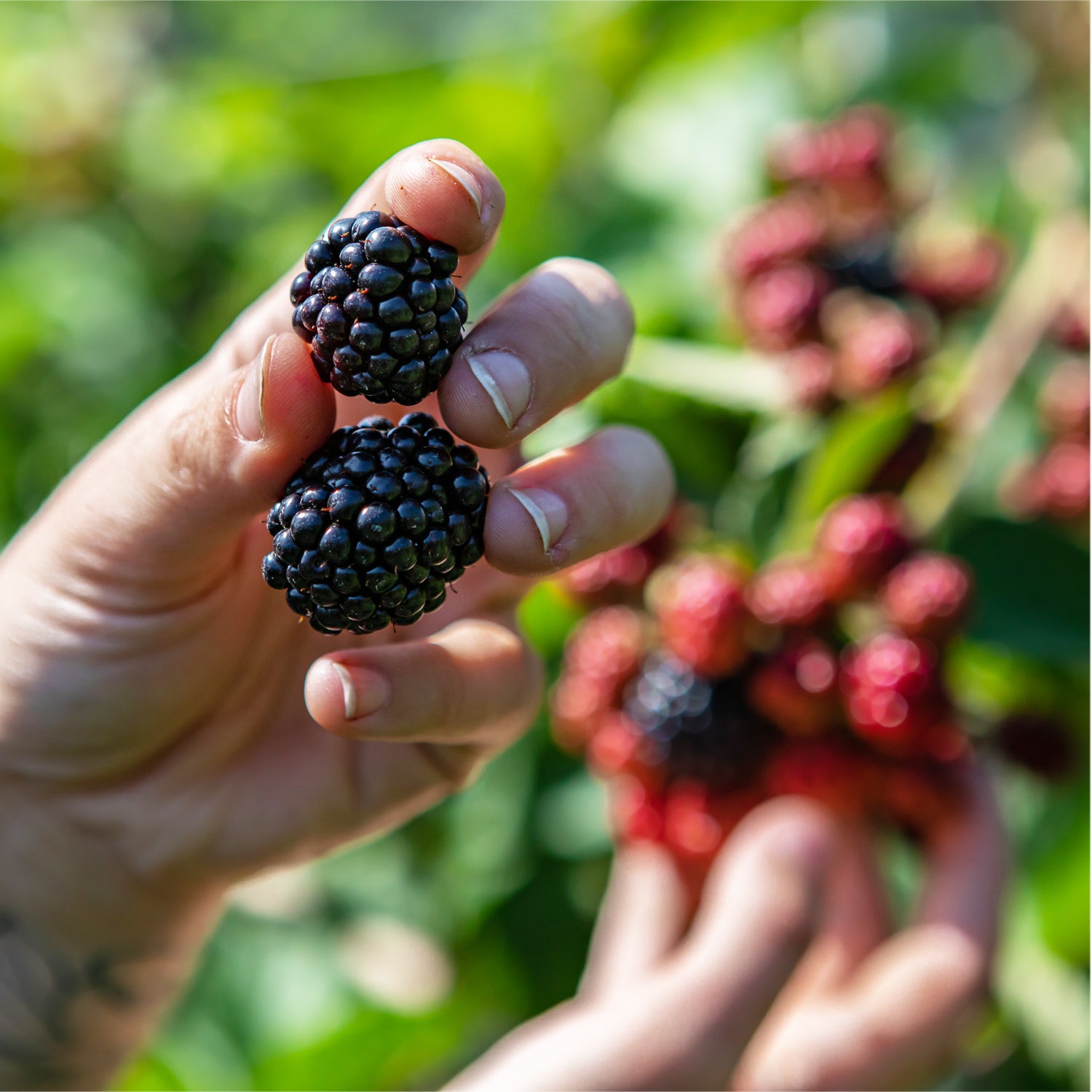 A hand holds two ripe Triple Crown Blackberry - Rubus berries from Wellspring Gardens, with unripe red berries and green foliage blurred in the background, illustrating outdoor harvest of this self-fertile variety.