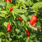 Wellspring Gardens' Turk's Cap (Malvaviscus arboreus) displays vibrant red flowers amid green leaves, some with small holes. This drought-tolerant plant thrives in filtered sunlight, creating natural highlights and shadows.
