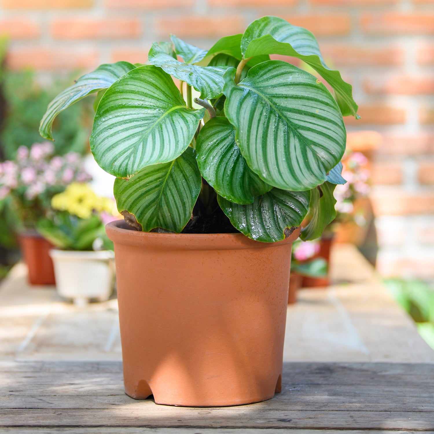 orbifolia prayer plant Orbifolia (Prayer Plant) Houseplant