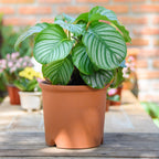 The Wellspring Gardens Orbifolia (Prayer Plant) Houseplant – Calathea orbifolia features large, round striped leaves. Shown in a pot on a wooden table outdoors, it’s an eye-catching choice for any indoor space.