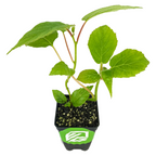 A Vincent Female Kiwi (Actinidia chinensis) plant from Wellspring Gardens, potted in soil within a black plastic container featuring a green and white leaf logo—perfect for southern climates.