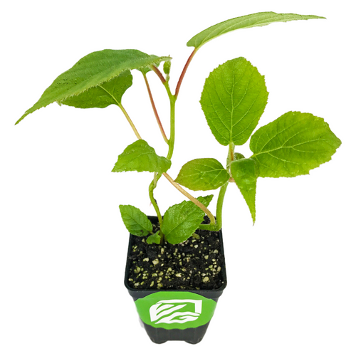 Vincent Female Kiwi - Actinidia chinensis – Wellspring Gardens