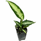 The Wellspring Gardens Dieffenbachia Panther Houseplant features long, pointed green leaves with a central light green stripe, potted in a small black plastic container with visible soil.