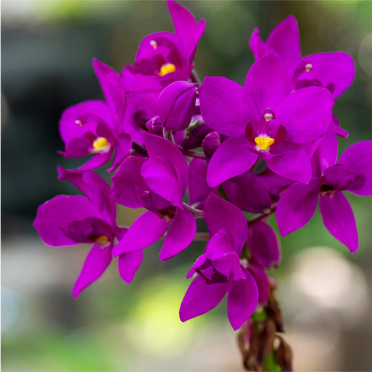 Ground Orchid - Spathoglottis plicata purple