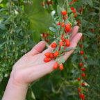 A hand gently holds a cluster of vibrant Goji Berry - Lycium barbarum fruits by Wellspring Gardens, still attached to their leafy vine with more berries and greenery in the background, showcasing their renowned health benefits.
