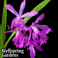 A cluster of vibrant purple Big Bob Ground Orchid (Bletilla striata) blooms with long green leaves stands out against a black background. “Wellspring Gardens” appears in white text in the lower left corner.
