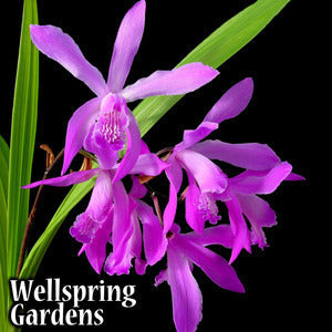 A cluster of vibrant purple Big Bob Ground Orchid (Bletilla striata) blooms with long green leaves stands out against a black background. “Wellspring Gardens” appears in white text in the lower left corner.