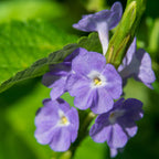 Close-up of Blue Porterweed (Stachytarpheta cayennensis) by Wellspring Gardens: vibrant purple flowers with yellow centers amid green leaves, shining in sunlight. Also known as butterfly plant, it brings beauty to any garden.