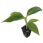 A Wellspring Gardens Saba Banana (Musa) plant with broad green leaves grows from a single stem in a black plastic pot filled with soil.