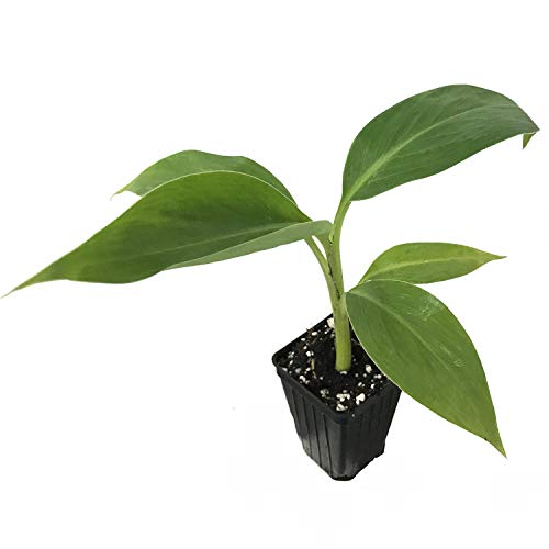 A Wellspring Gardens Saba Banana (Musa) plant with broad green leaves grows from a single stem in a black plastic pot filled with soil.