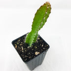 A single Tricia Dragon Fruit (Hylocereus undatus) pad from Wellspring Gardens, with white spines, grows upright in soil in a small black plastic pot set on a white surface with a white background.