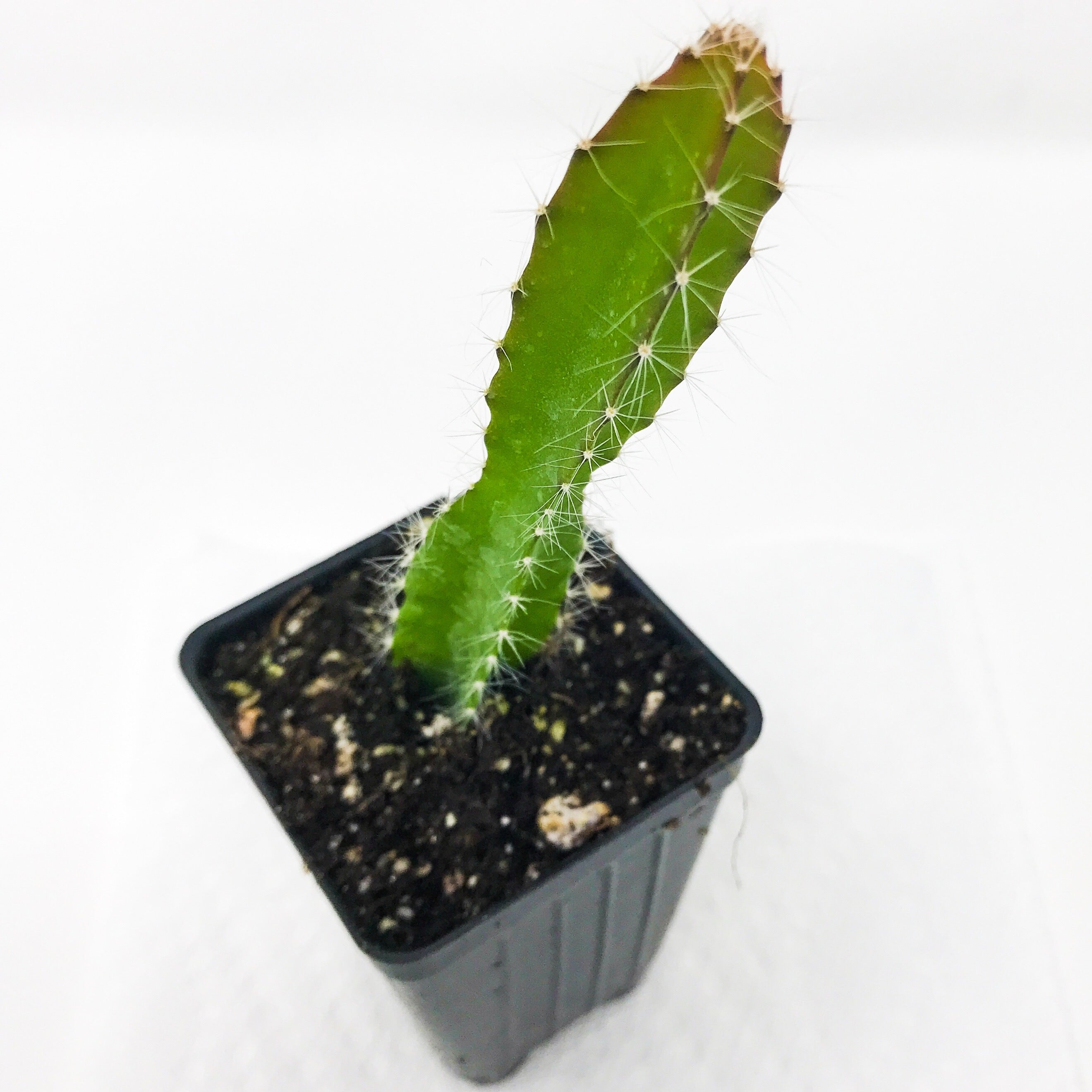 A single Tricia Dragon Fruit (Hylocereus undatus) pad from Wellspring Gardens, with white spines, grows upright in soil in a small black plastic pot set on a white surface with a white background.