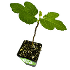 A young Desert King Fig (San Pedro) - Ficus carica by Wellspring Gardens, self-pollinating with large green leaves, grows in a small black pot with soil and white perlite, isolated on a white background.