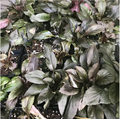 Dark green and deep purple foliage of Wellspring Gardens’ Black Truffle (Cardinal Flower) - Lobelia cardinalis grows densely in soil, white perlite specks and black plastic trays visible below; this plant attracts hummingbirds.