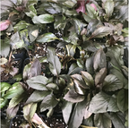 Dark green and deep purple foliage of Wellspring Gardens’ Black Truffle (Cardinal Flower) - Lobelia cardinalis grows densely in soil, white perlite specks and black plastic trays visible below; this plant attracts hummingbirds.