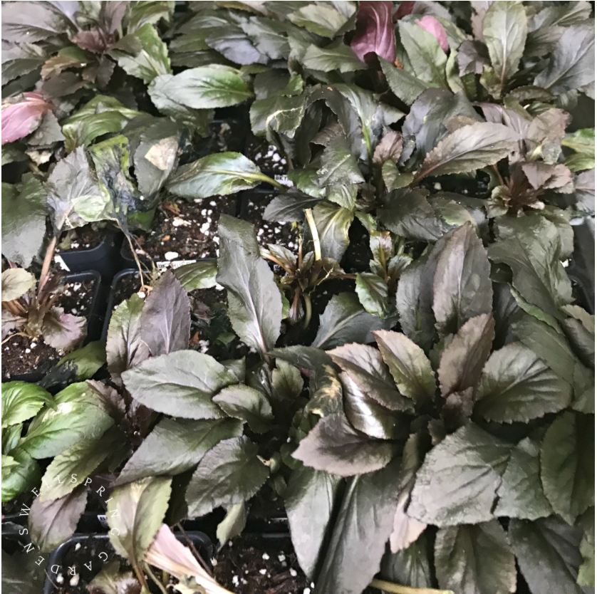 Dark green and deep purple foliage of Wellspring Gardens’ Black Truffle (Cardinal Flower) - Lobelia cardinalis grows densely in soil, white perlite specks and black plastic trays visible below; this plant attracts hummingbirds.