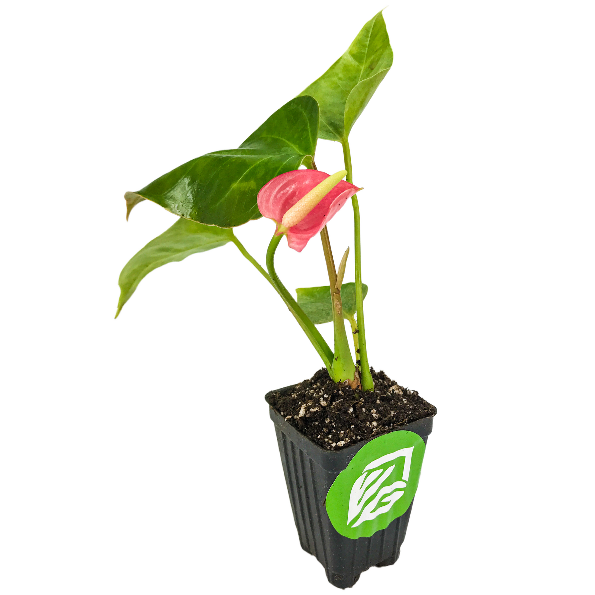 Anthurium SmallTalk Pink ppaf (Small Talk) - Anthurium