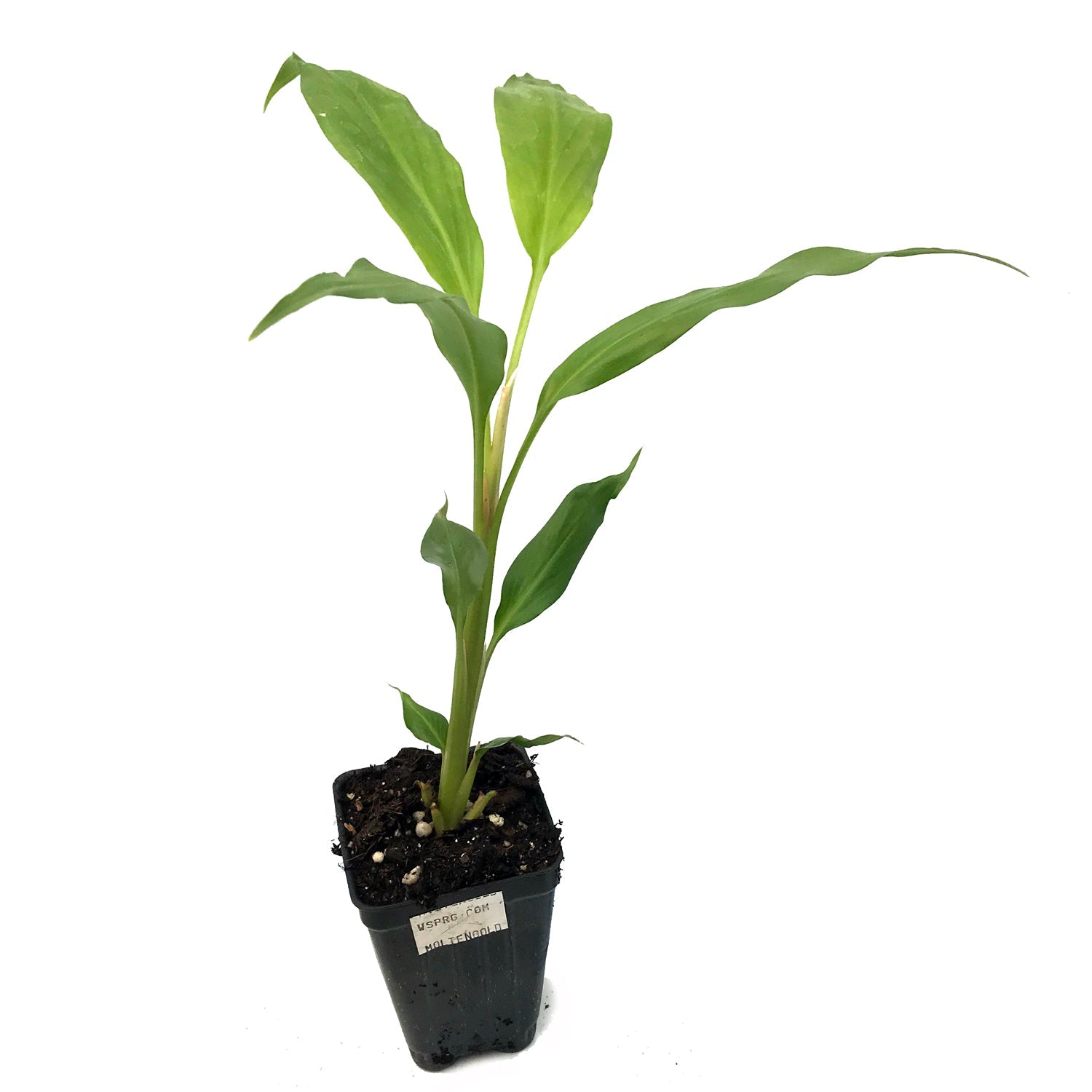 The Wellspring Gardens Molten Gold ppaf Ginger (Hedychium) is a young dwarf plant with long, pointed leaves in a small black plastic pot with soil—ideal for container growing and displayed against a plain white background.