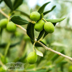 Close-up of a Manzanillo Olive Tree (Olea europaea) branch with green olives and elongated leaves. The blurred background features the Wellspring Gardens logo. This Spanish variety is prized for its drought tolerance.