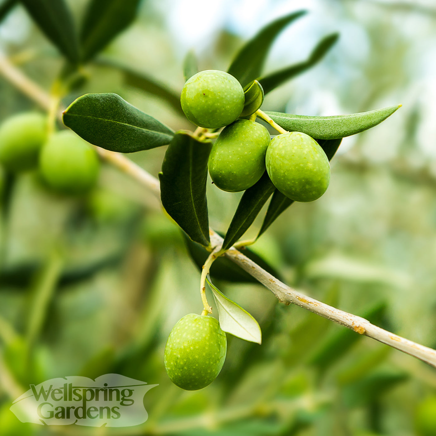 Close-up of a Manzanillo Olive Tree (Olea europaea) branch with green olives and elongated leaves. The blurred background features the Wellspring Gardens logo. This Spanish variety is prized for its drought tolerance.