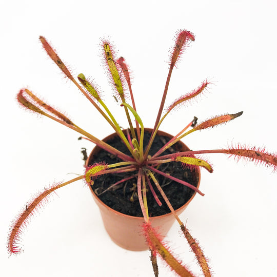 Red Cape Sundew Carnivorous Plant- Drosera capensis rubra