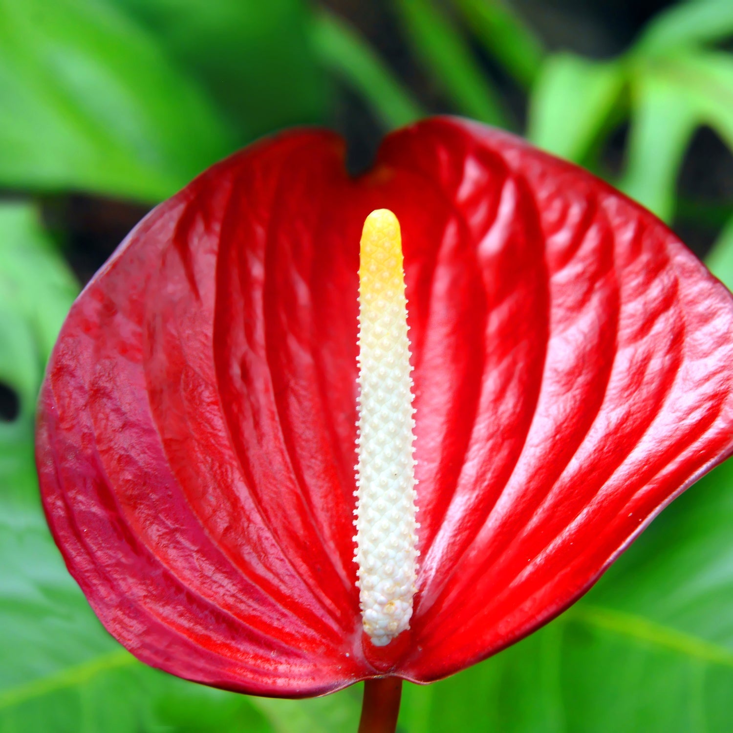 A close-up of Wellspring Gardens’ Anthurium Fire Glow ppaf (Fireglow)—a striking indoor plant with a glossy, heart-shaped red spathe and bold yellow-white spadix—set against a softly blurred green backdrop.