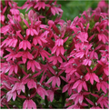 Clusters of vibrant pink flower spikes with pointed petals bloom densely among green foliage on the Pink Monet Moment Cardinal Flower (Lobelia cardinalis) from Wellspring Gardens, creating a lush, colorful display.