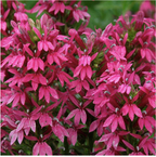 Clusters of vibrant pink flower spikes with pointed petals bloom densely among green foliage on the Pink Monet Moment Cardinal Flower (Lobelia cardinalis) from Wellspring Gardens, creating a lush, colorful display.