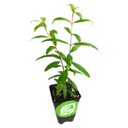 The Wellspring Gardens Sweet Pomegranate Plant (Punica granatum) is a young green plant in a small black pot with slender leaves and a green and white label, perfect for container growing. Set on a plain white background.
