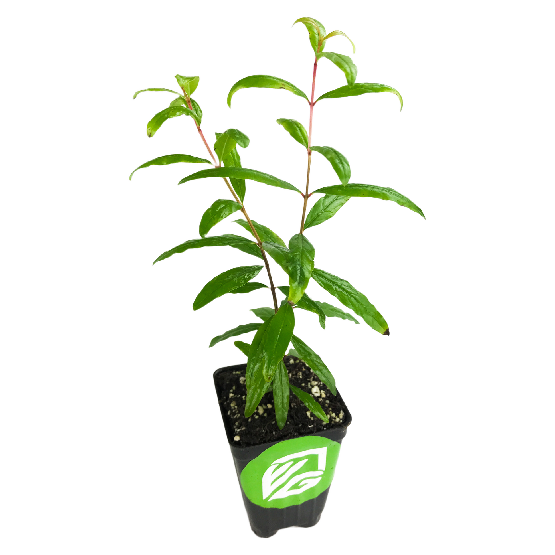 Sweet Pomegranate Plant - Punica granatum