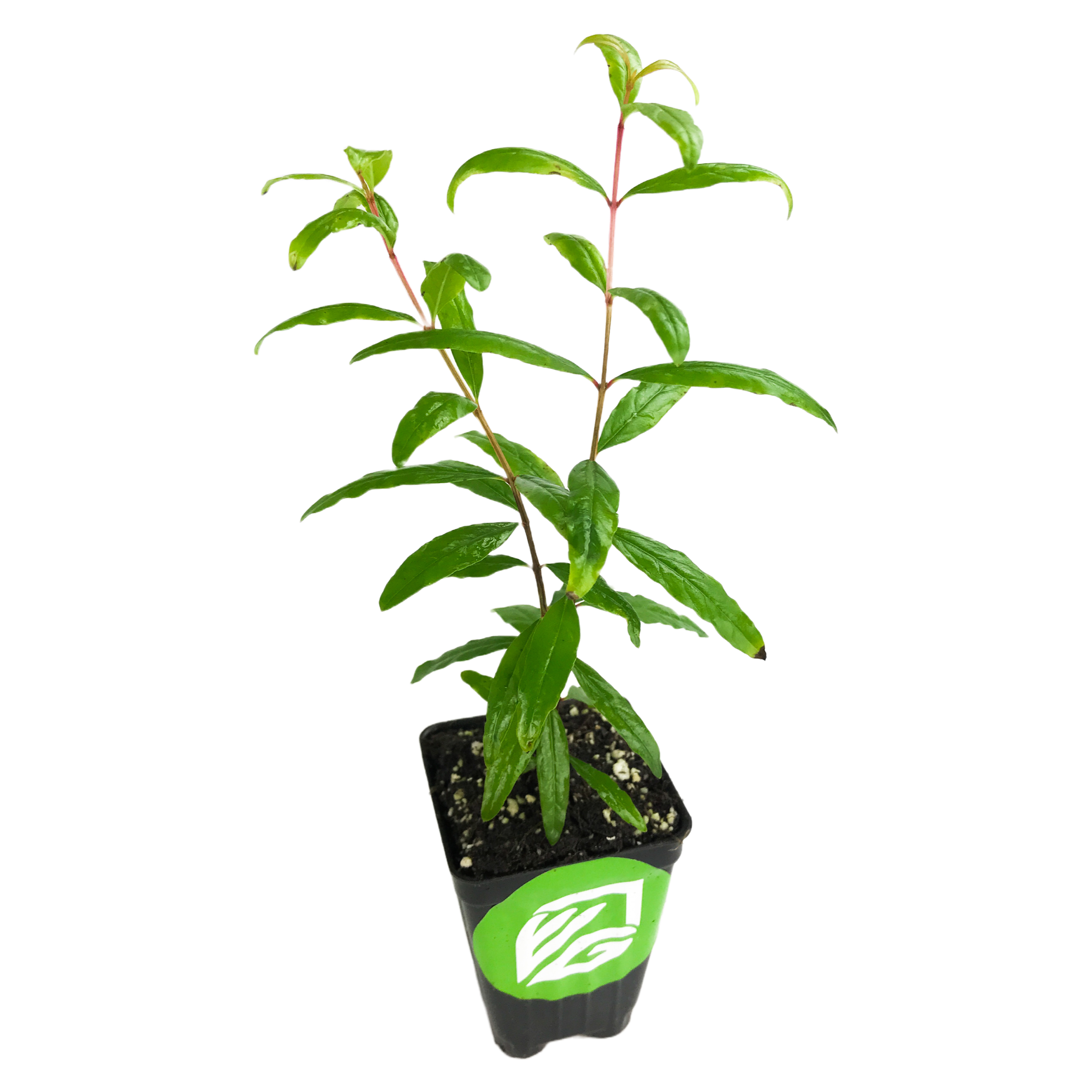 The Wellspring Gardens Sweet Pomegranate Plant (Punica granatum) is a young green plant in a small black pot with slender leaves and a green and white label, perfect for container growing. Set on a plain white background.