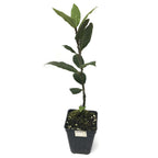 Bay Laurel Tree - Laurus nobilis