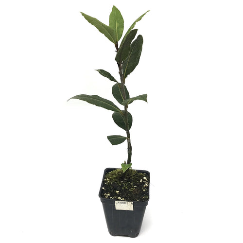 A young Bay Laurel Tree (Laurus nobilis) by Wellspring Gardens, with green leaves, grows upright in a small black pot labeled "LAURUS," filled with soil and moss, set against a white background.