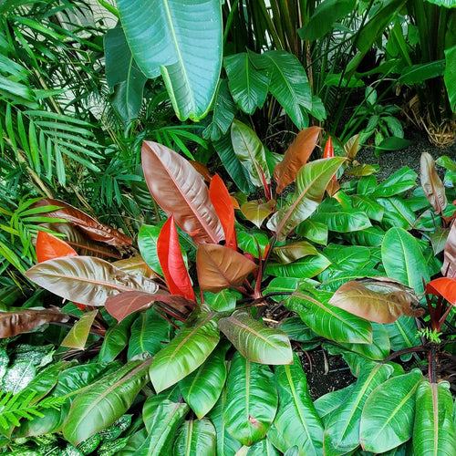 comb-leaf philodendron Philodendron McColley's Finale