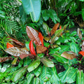 Philodendron McColley's Finale - Philodendron