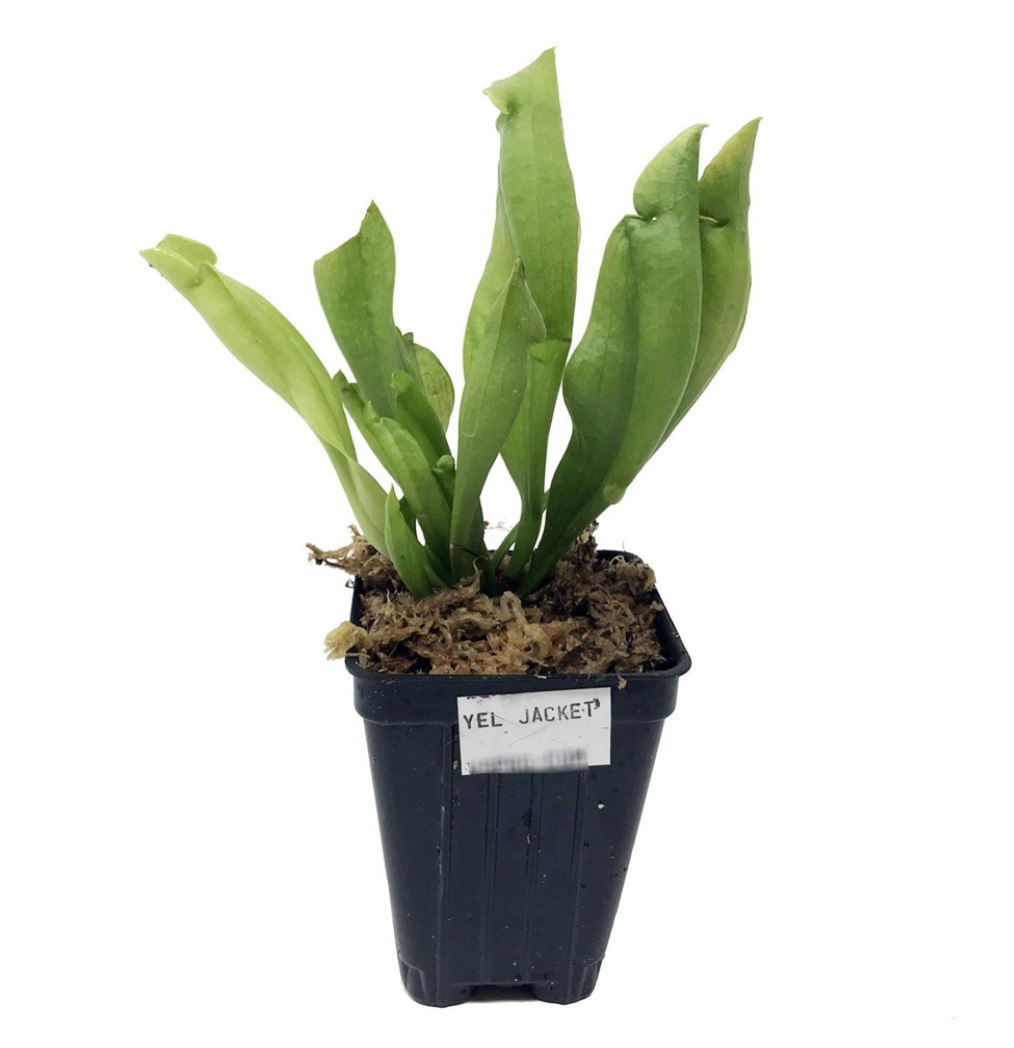 A small green Carolina Yellow Jacket Carnivorous Pitcher Plant by Wellspring Gardens, with upright leaves, grows in moss in a black plastic pot labeled “YEL. JACKET.” The background is plain white.
