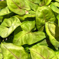 A close-up of Syngonium Mango Allusion Arrowhead (Syngonium podophyllum) leaves, showing heart-shaped, veined greenery from Wellspring Gardens—ideal for indoor plant lovers.