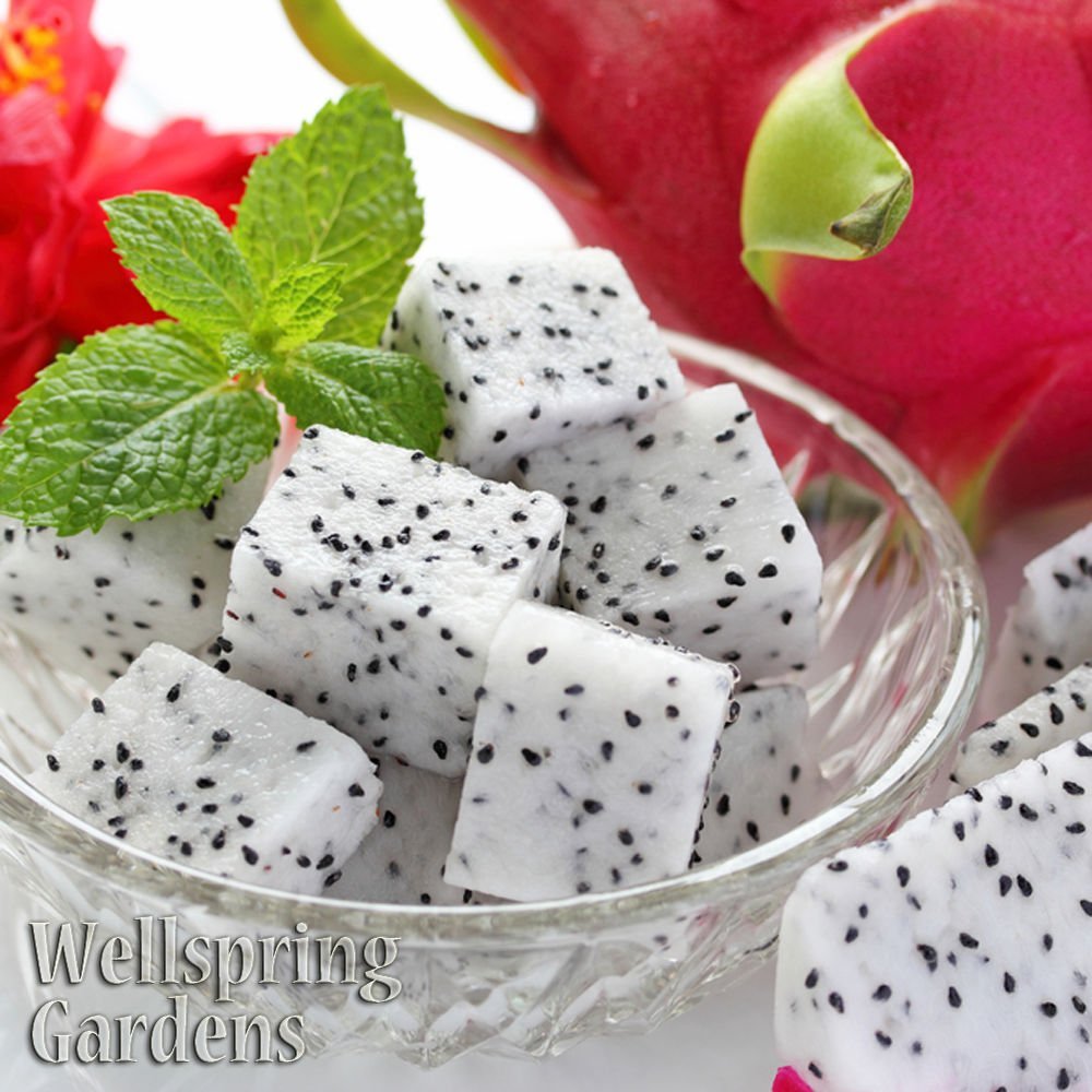 Vietnamese Jaina White Dragon Fruit - Hylocereus undatus