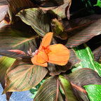 A single bright orange flower stands out among dark purple-green leaves with touches of pink and green, echoing the vivid look of the Elite Chocolate Sunrise Canna Lily by Wellspring Gardens.