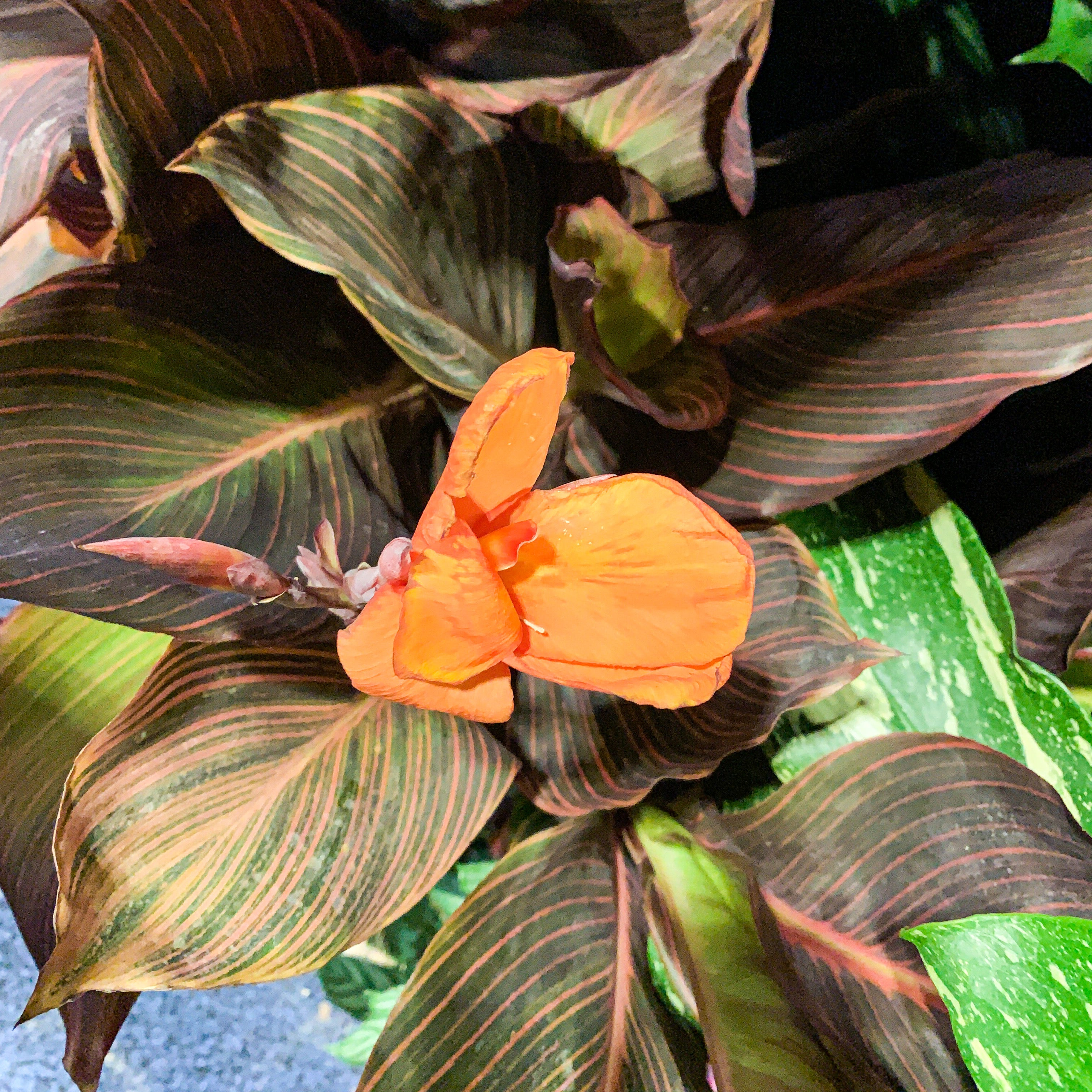 A single bright orange flower stands out among dark purple-green leaves with touches of pink and green, echoing the vivid look of the Elite Chocolate Sunrise Canna Lily by Wellspring Gardens.