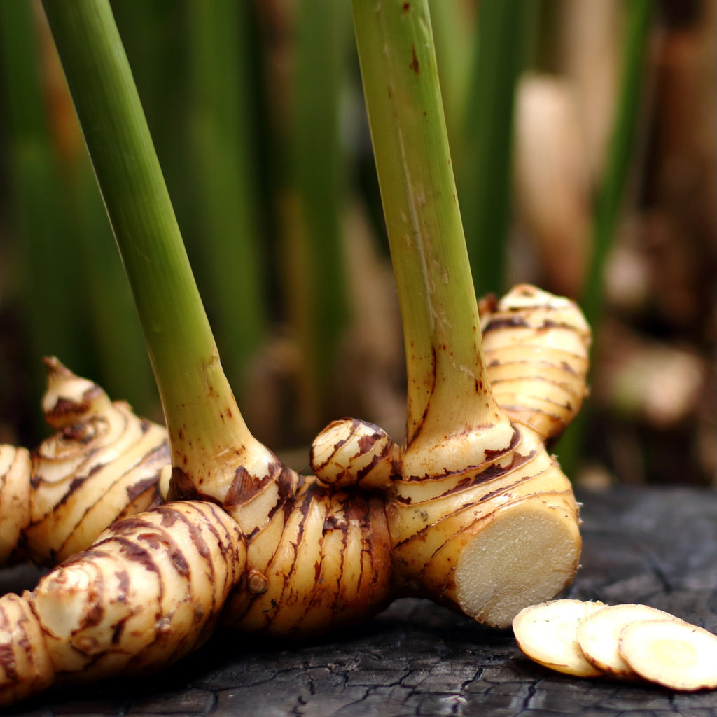 Galanga (Thai Ginger / Siamese Ginger) - Alpinia galangal