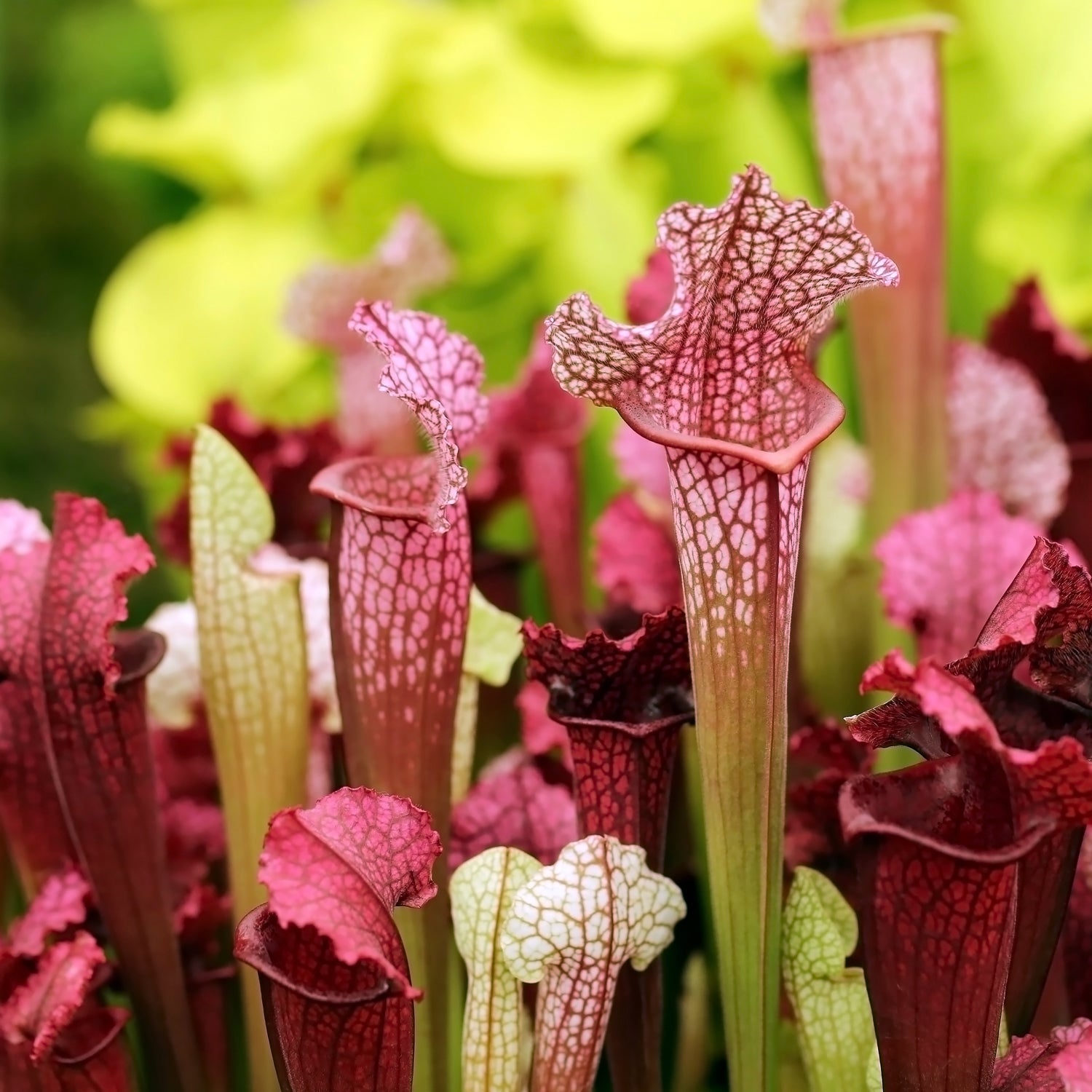 Several Juthatip Soper Carnivorous Pitcher Plants by Wellspring Gardens, with tall, veined pink and white pitchers and flared tops, are grouped together against a blurred green background, highlighting the beauty of this unique Sarracenia.