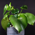 The Raindrop Peperomia (Coin-leaf) - Peperomia polybotrya from Wellspring Gardens showcases glossy, heart-shaped green leaves, making it a striking indoor plant against a plain black background.