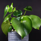 The Raindrop Peperomia (Coin-leaf) - Peperomia polybotrya from Wellspring Gardens showcases glossy, heart-shaped green leaves, making it a striking indoor plant against a plain black background.