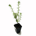 A Wellspring Gardens False Pennyroyal (Hedeoma hispida) plant with slender, aromatic leaves comes in a black plastic pot filled with soil, pictured against a white background.