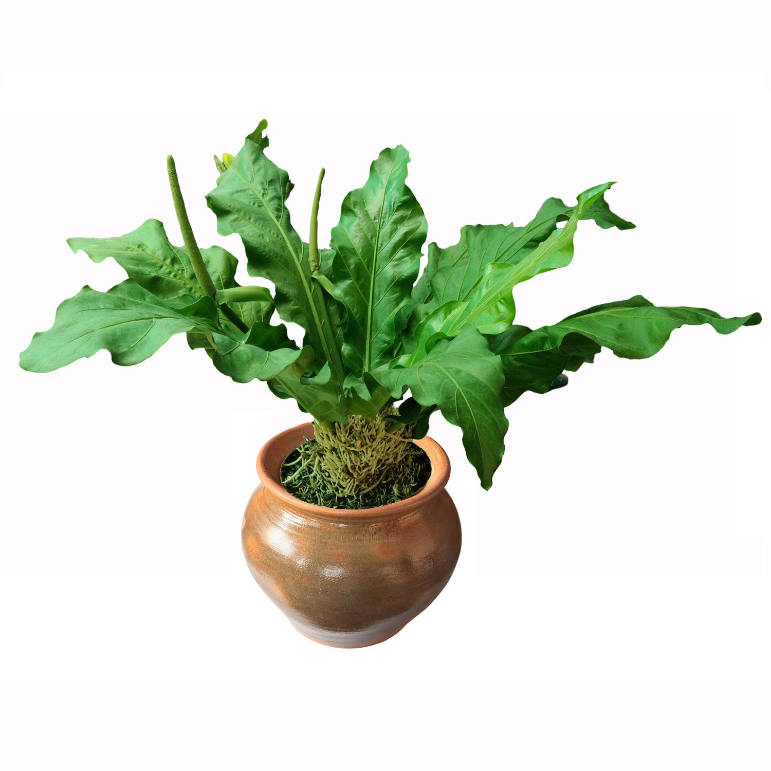 Anthurium plowmanii Houseplant - Anthurium