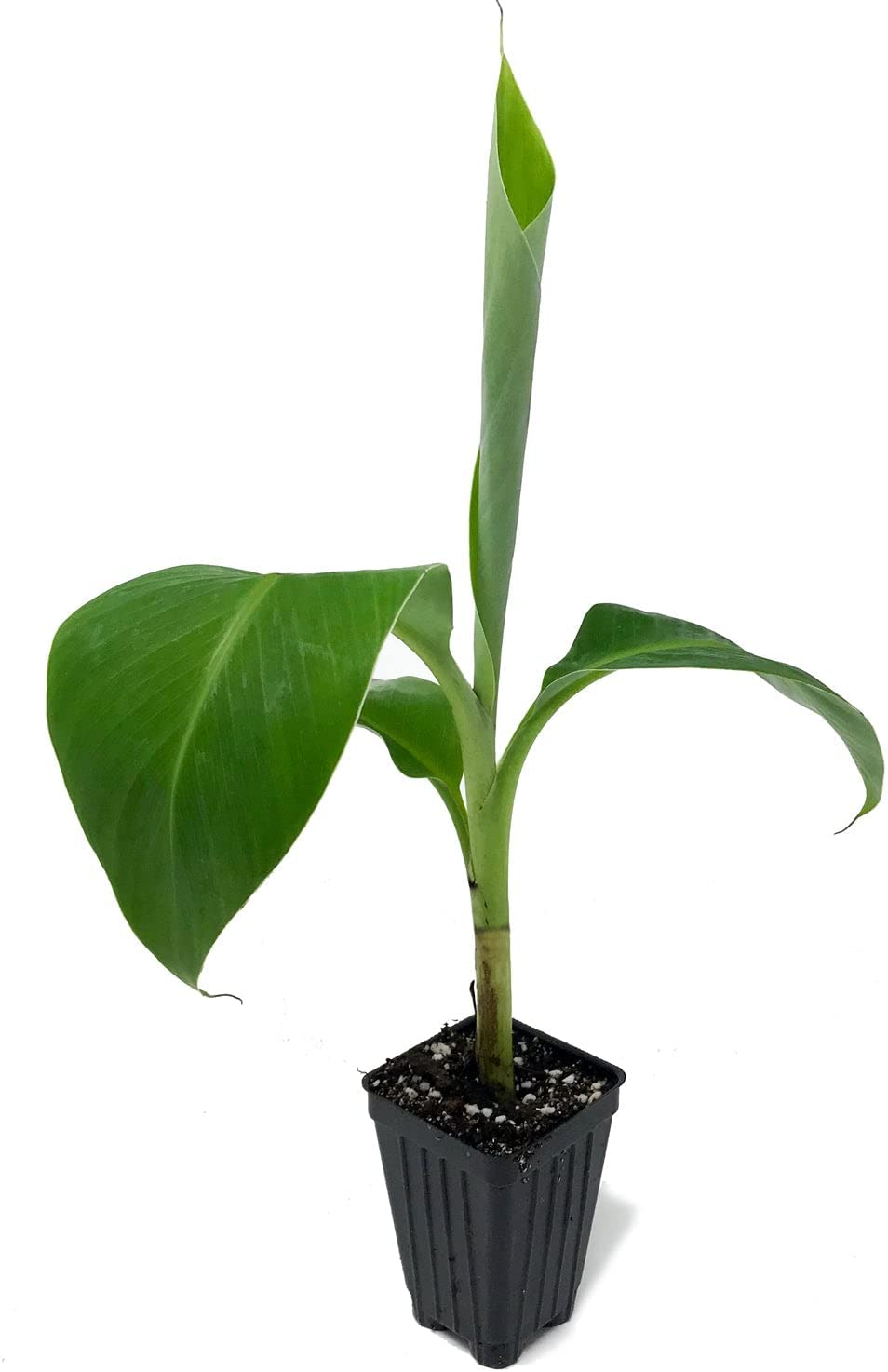 Hua Moa Banana - Musa